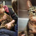 Family reunited with their lost cat 5 years later when she was found in stranger's basement