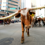 Dallas mayor blasts NYC for punishing success' as he pitches Yall Street to fleeing billionaires